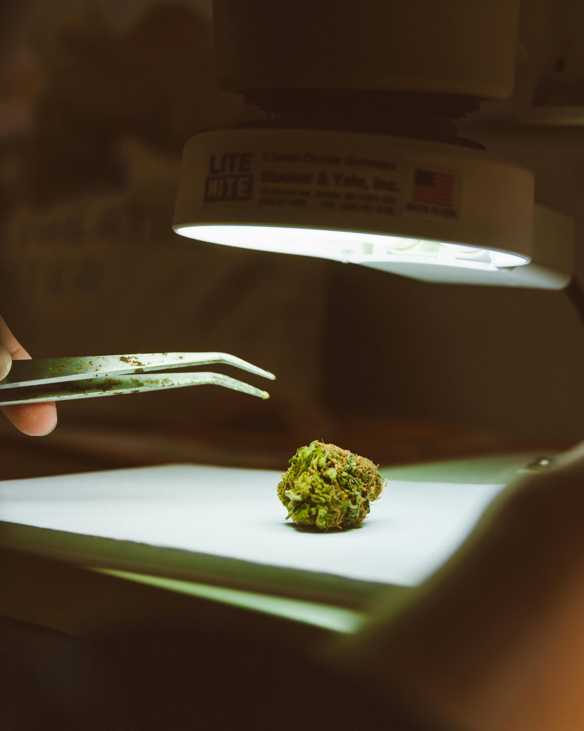 cannabis