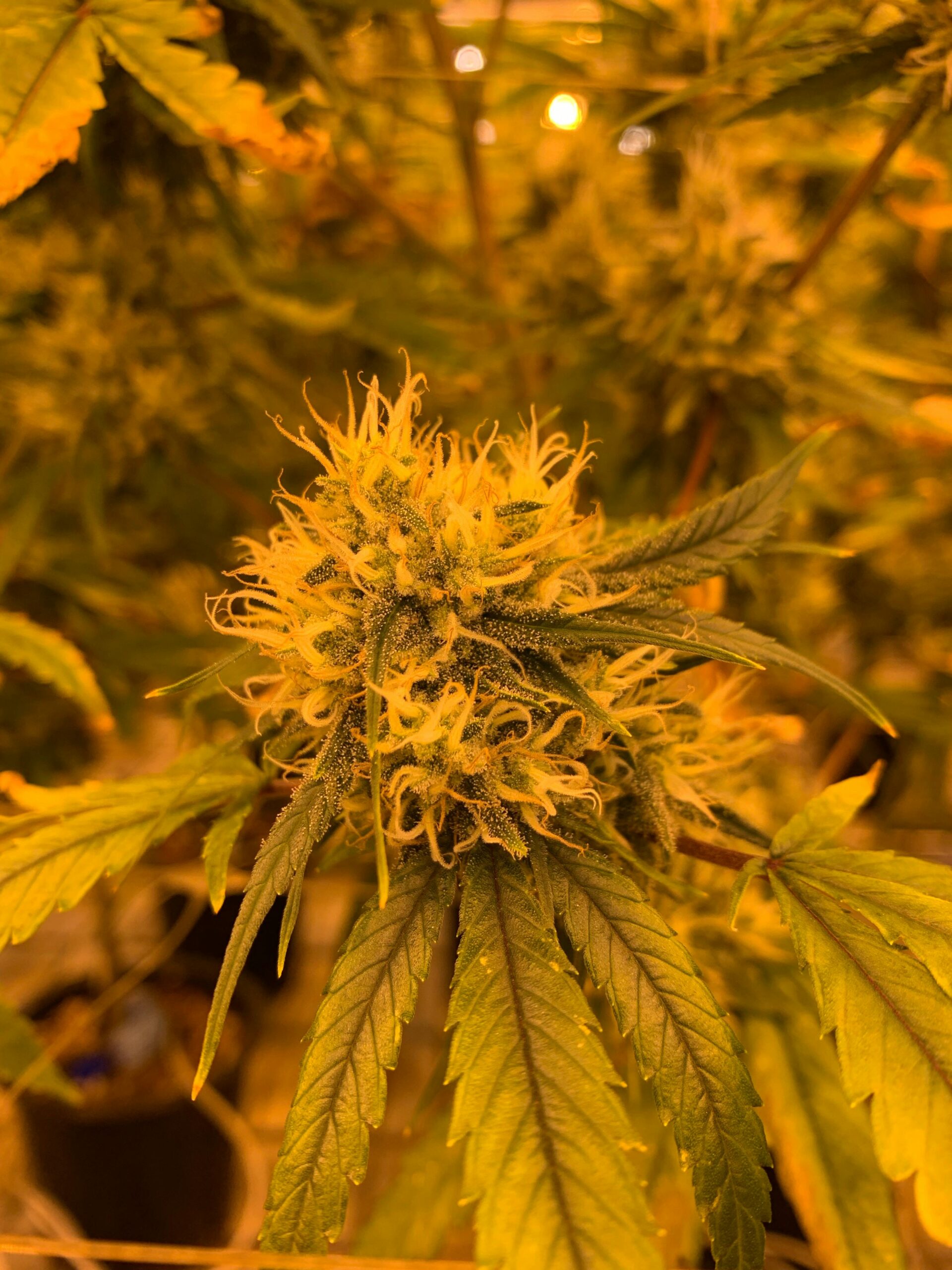 cannabis blüten